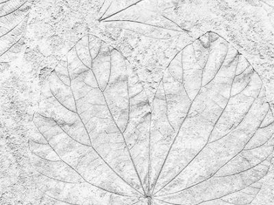 marble-with-fossilized-leaf